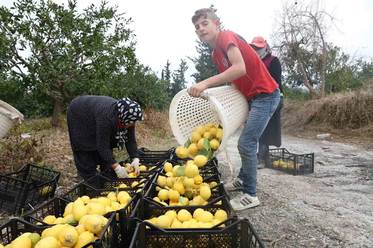 200 Bin Ton Rekolte Beklenen Limonda Çiftçiye Kıymetli Takviye