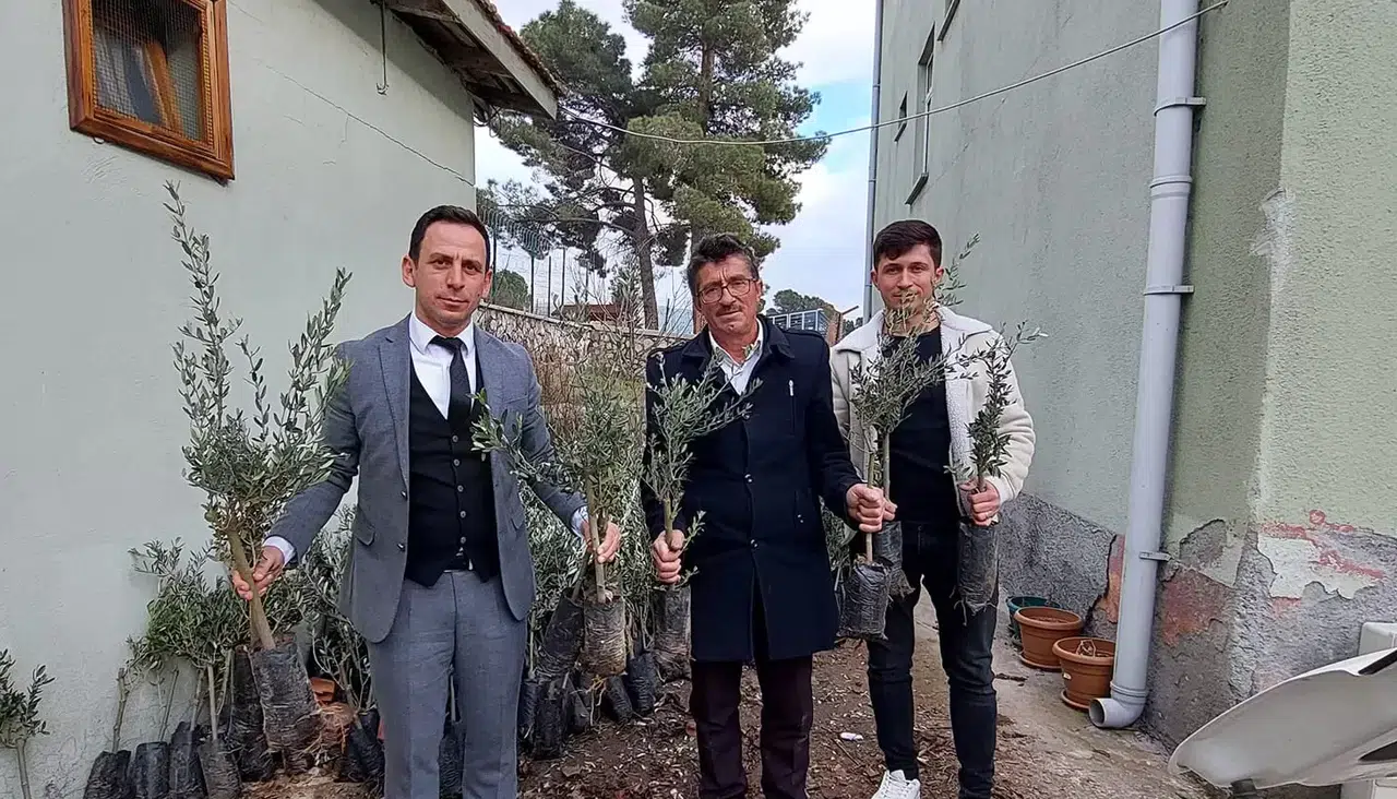 Kargı’da Çiftçilere Ücretsiz Zeytin Fidanı Dağıtıldı