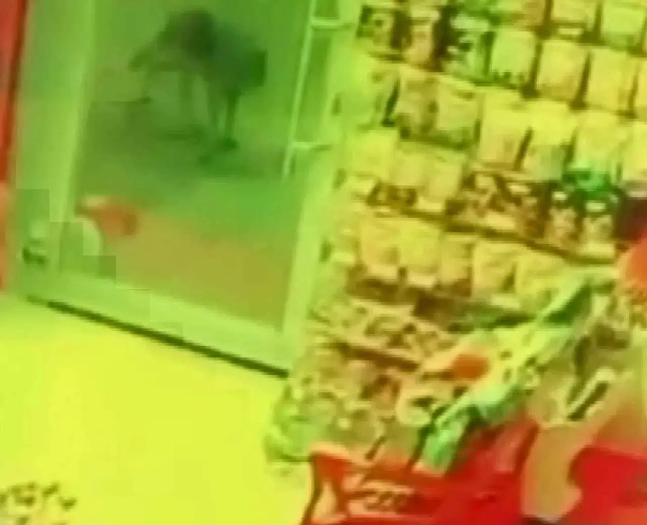 Aç Kalan Kurt, Köpeğe Saldırdı