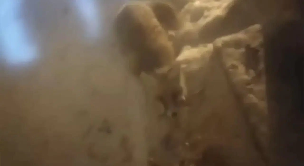 Aç Kalan Tilki Konutun Kapısında Yiyecek Aradı