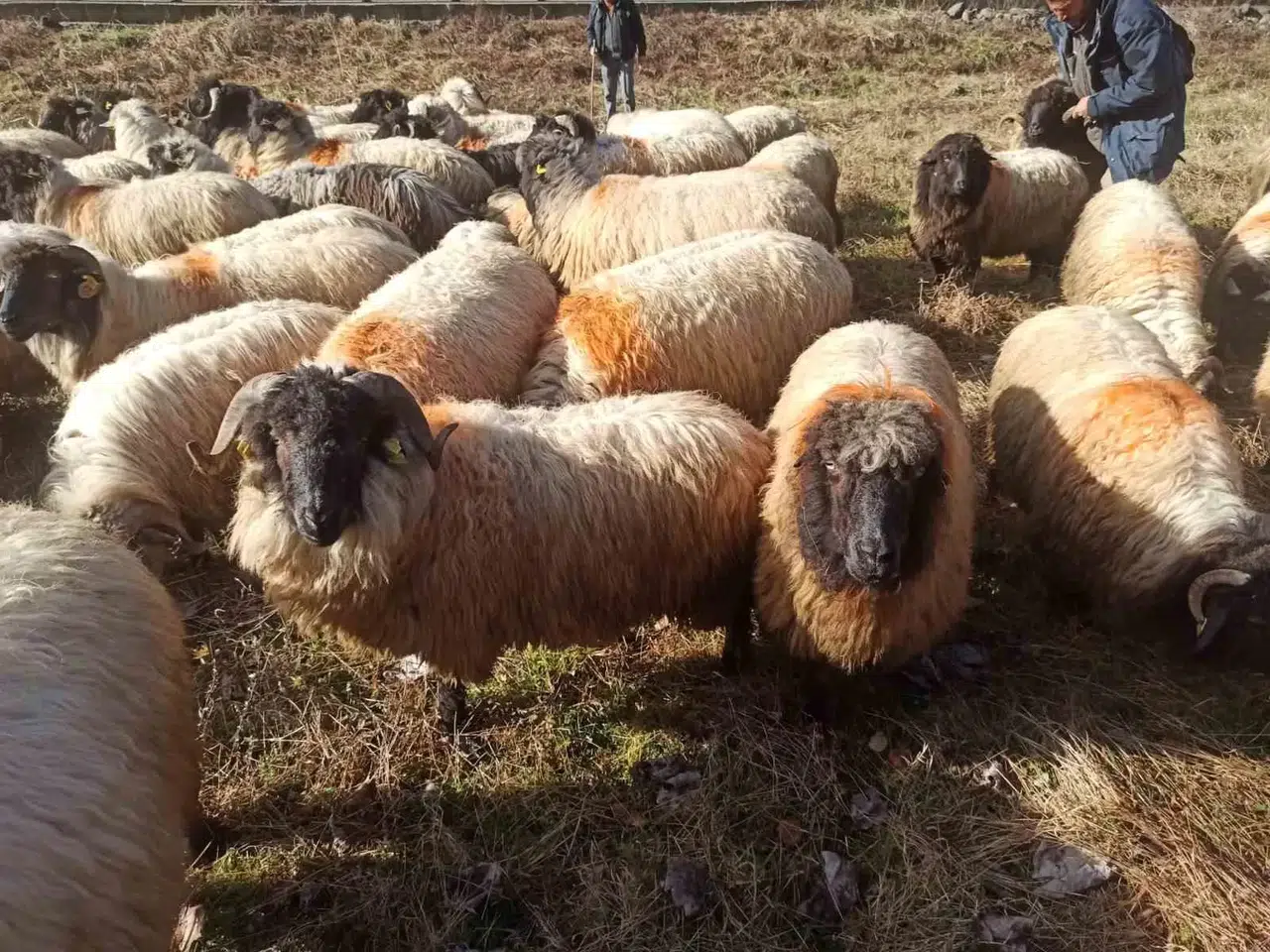 Çepni Koyunu Müdafaa Altına Alındı