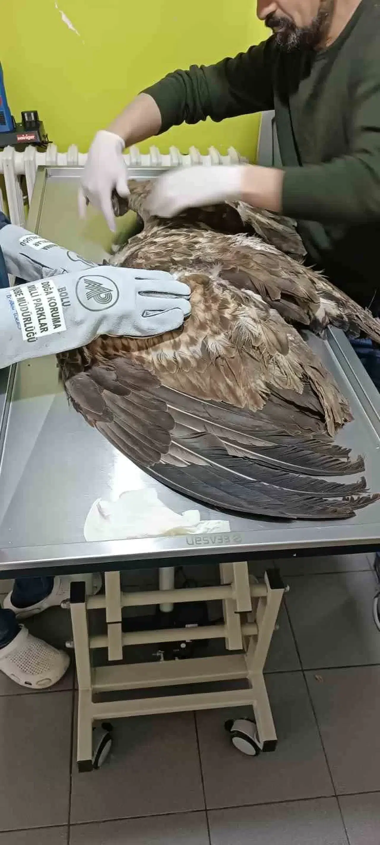 Çeşidi Muhafaza Altındaki Kartal Yaralı Bulundu