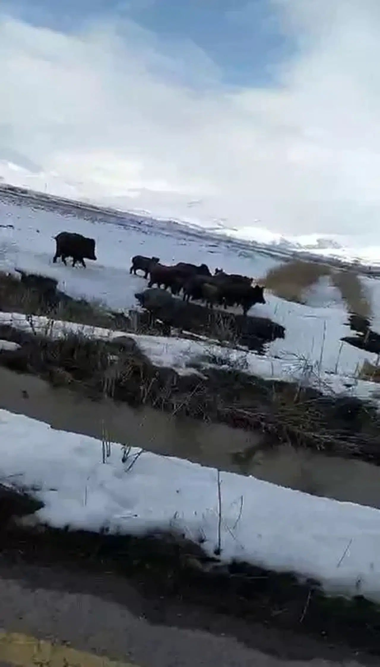 Erzurum’da Aç Kalan Domuz Sürüsü Köye İndi