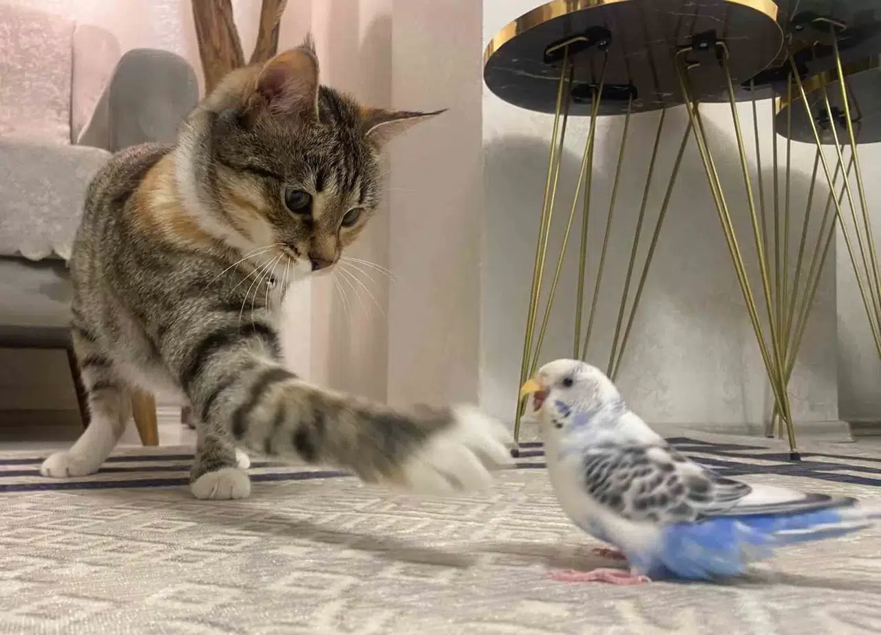Erzurum’da Kedi ile Muhabbet Kuşunun Dostluğu Gülümsetiyor