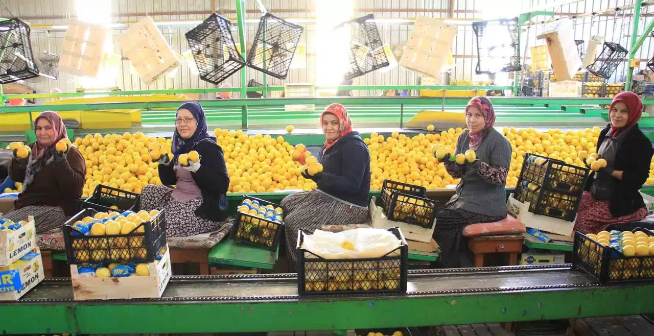 Hasattan Paketlemeye Her Alanda Bayanlar Mesaide