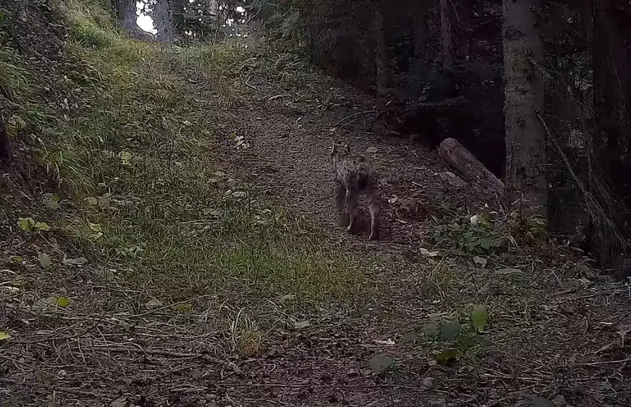Ilgaz Dağı Ulusal Parkındaki Yaban Hayatı Zenginliği Fotokapanlara Yansıdı