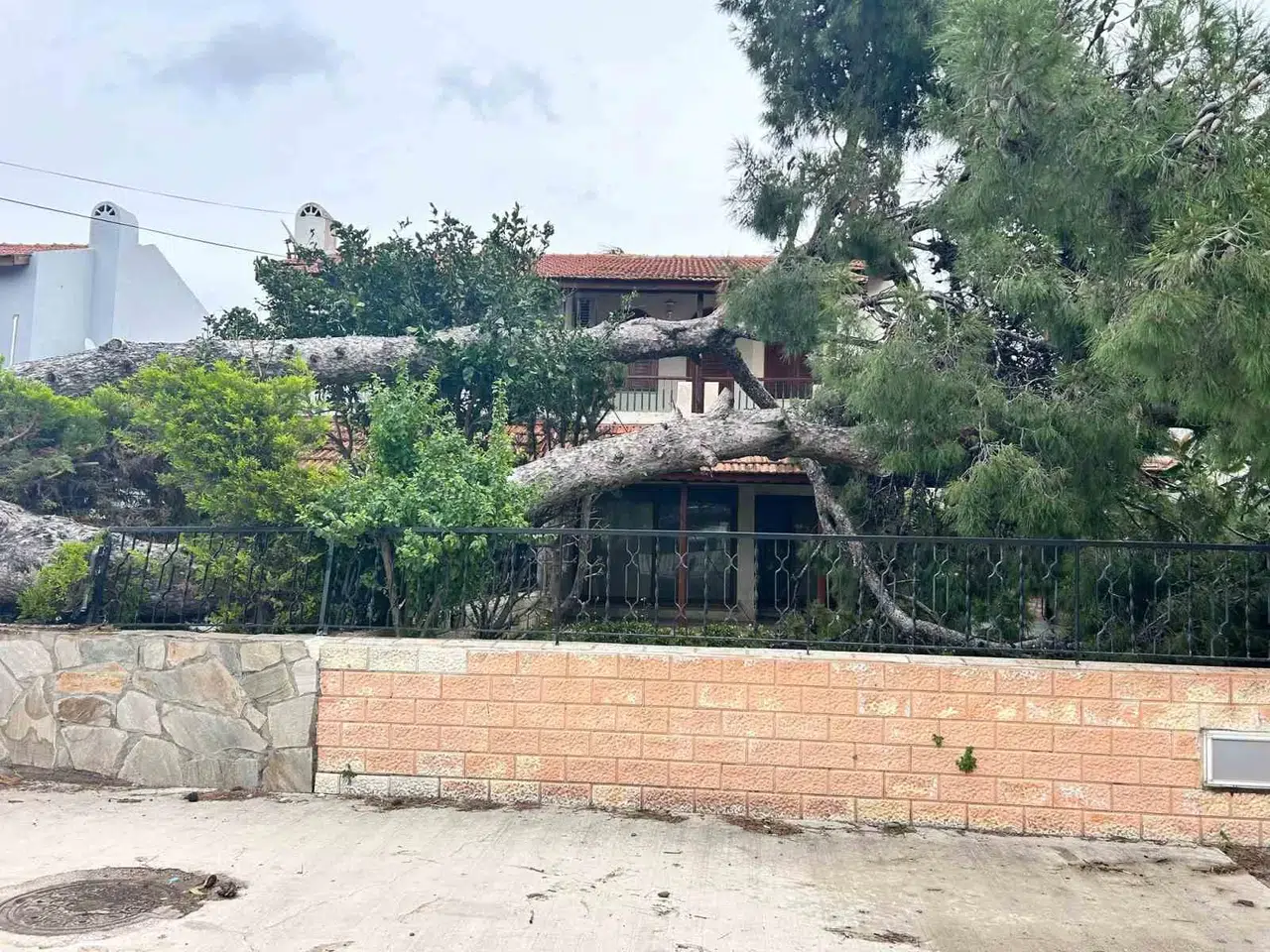İzmir Çeşme’de Dev Ağaç Meskenin Bahçesine Devrildi