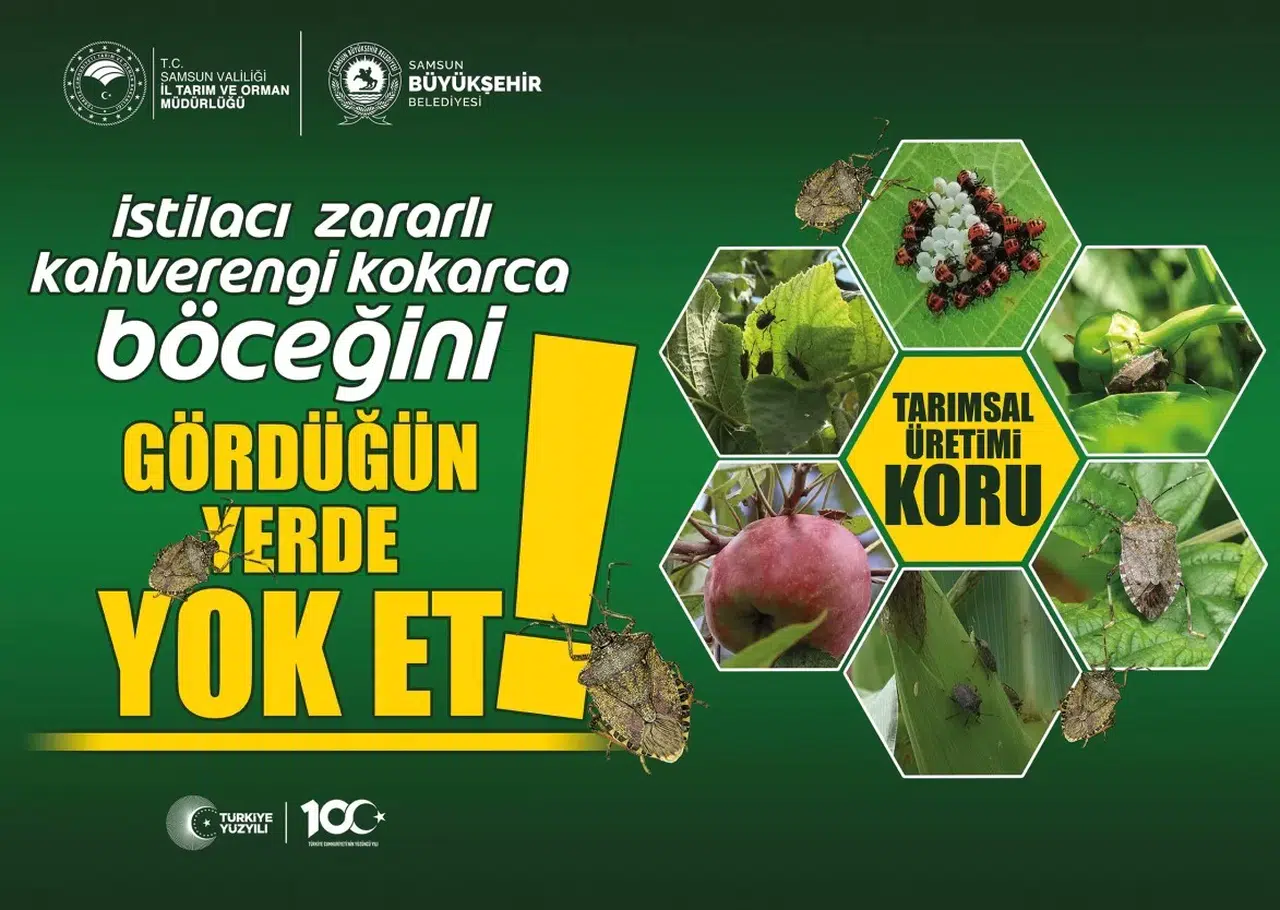 Kahverengi Kokarca ile Gayret Sürüyor
