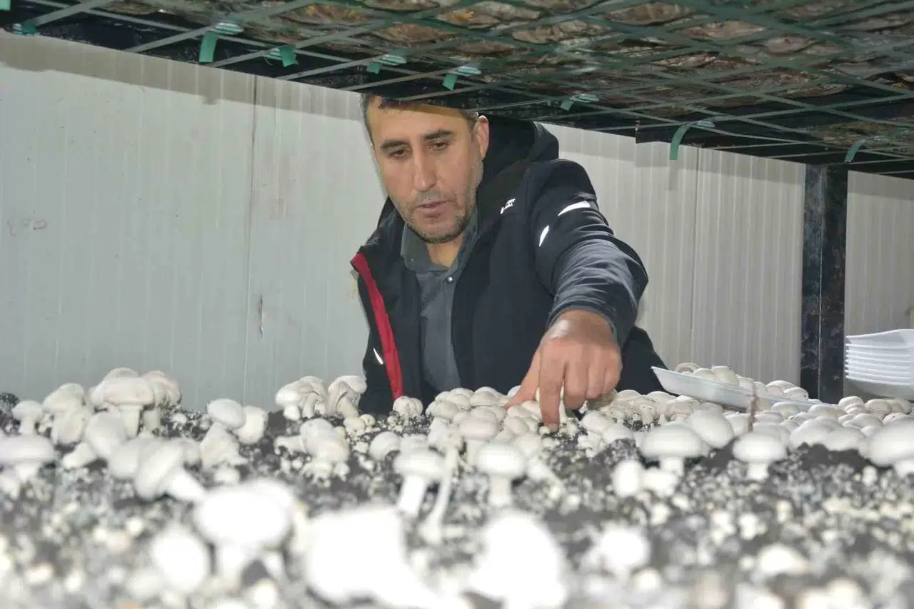 Kurduğu Üretim Tesisi ile Bölgenin Mantar Gereksinimini Karşılıyor