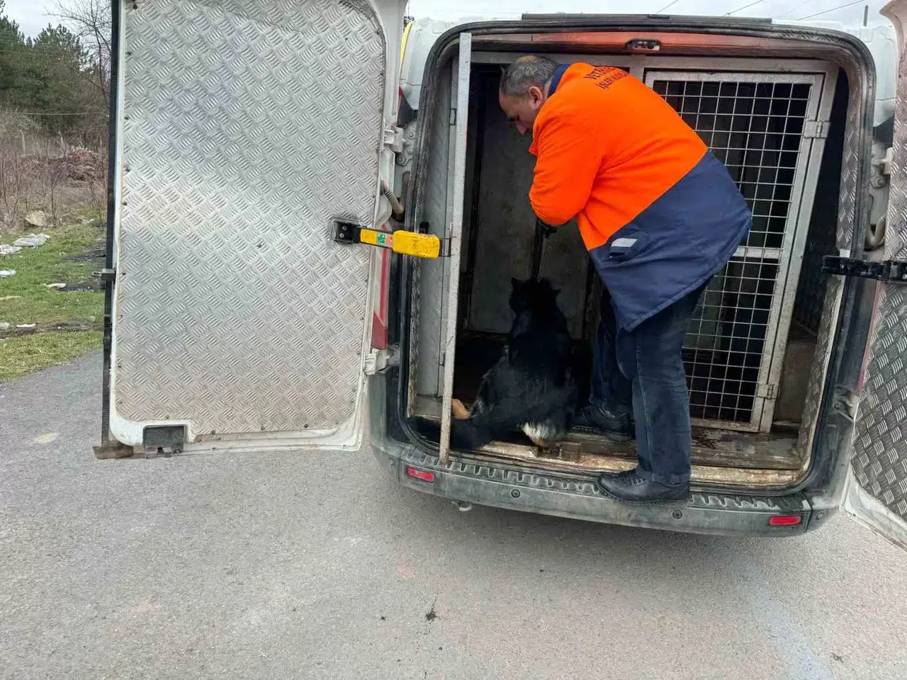 Mahalleli İstedi Başı Boş Köpekleri Topladı, Hayvan Severlerle Başı Kedere Girdi