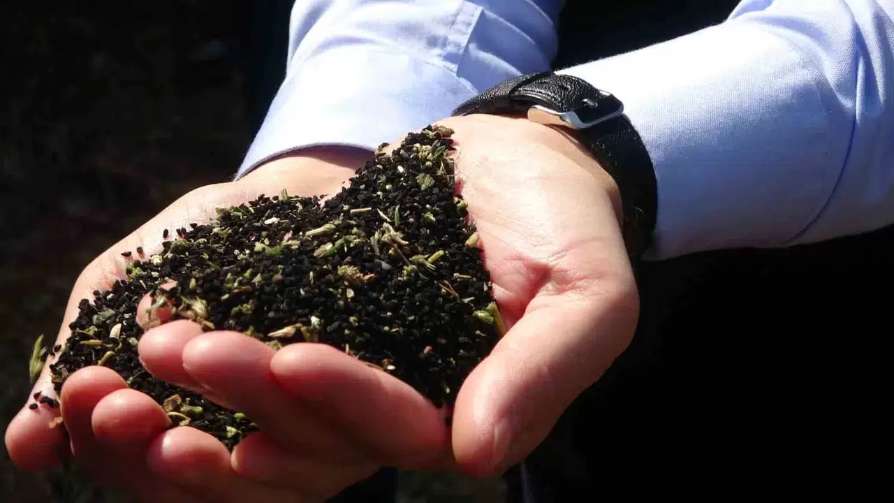 Mevtten Öteki Her Şeye Deva; Çörekotu