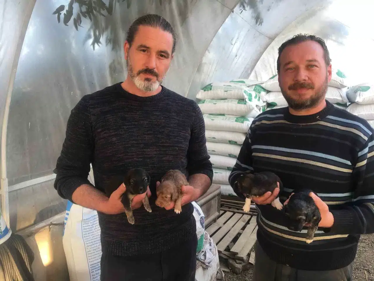On Gün Evvel Doğum Yapan Köpeği Ezip Olay Yerinden Kaçtı