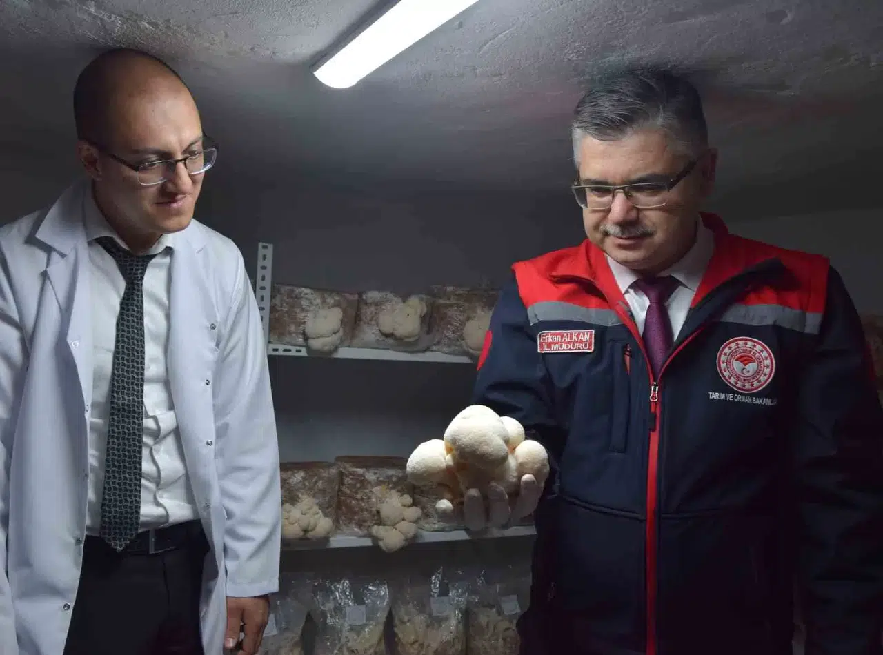 (Özel) Konutun Bodrumunda Aslan Yelesi Mantarı Üretiyor