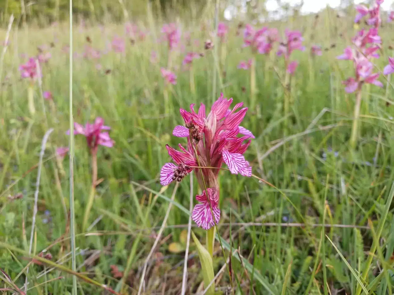 Samsun’da 2 Bin 33 Ton Tıbbi ve Aromatik Bitki Üretildi