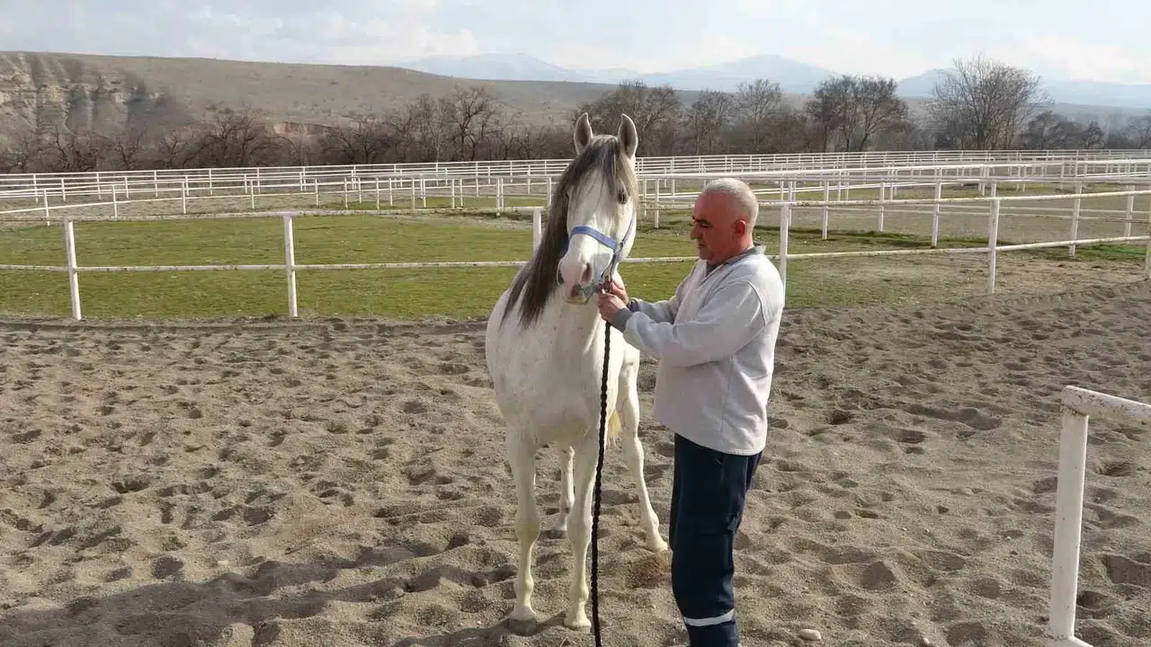 Sultansuyu’nda Milyonluk Taylar İçin Çağdaş Tavlalar İnşa Ediliyor