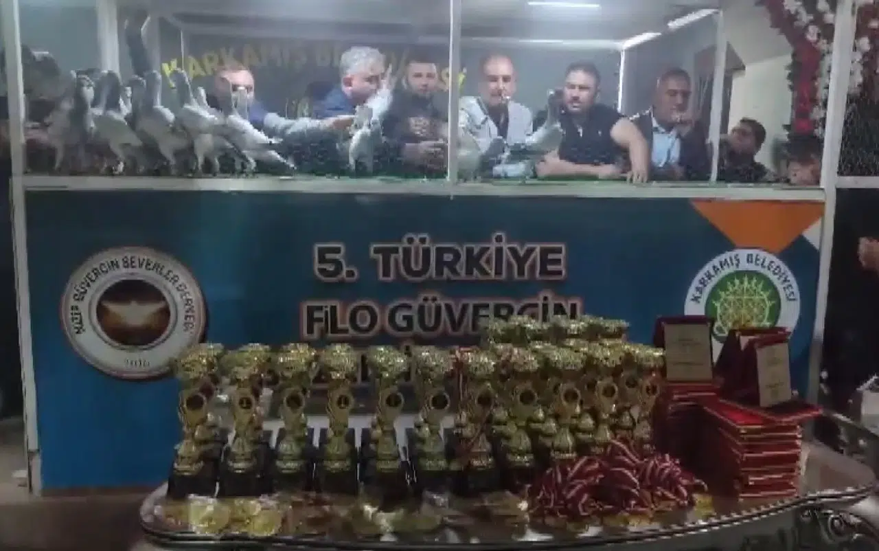 Türkiye’nin En Hoş Güvercinleri Karkamış’ta Görücüye Çıktı