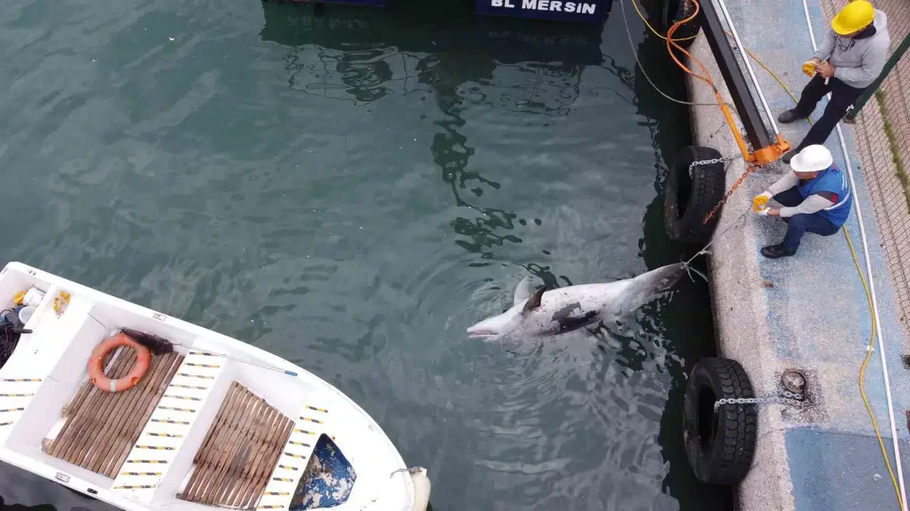 Uzunluğu 2,5 Metre: Mersin’de Yunus Balığı Meyyit Olarak Bulundu