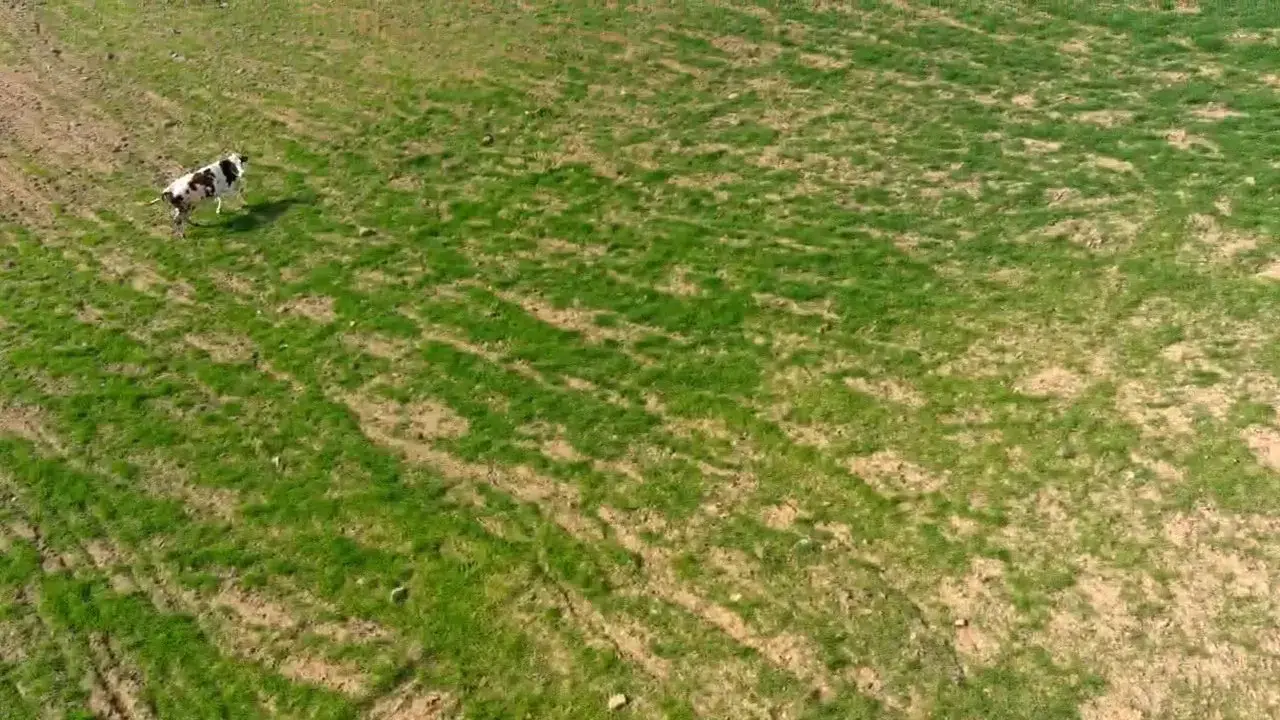 Yerine Gelen İneği Dronla Kovalamıştı: "İki İnatçı Olarak Ben Galip Geldim"