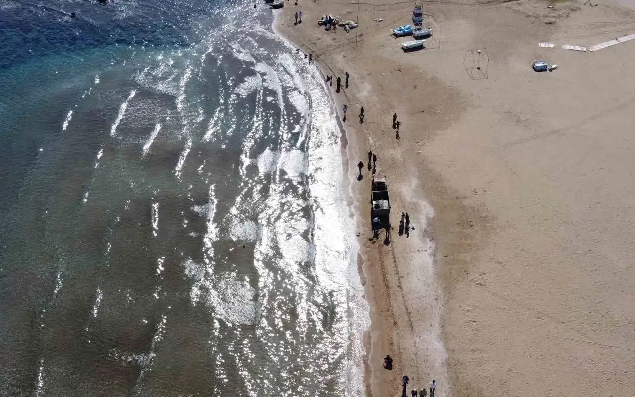 Zehirli Sakın Dokunmayın: Denizanaları Kıyıdan Toplanıyor