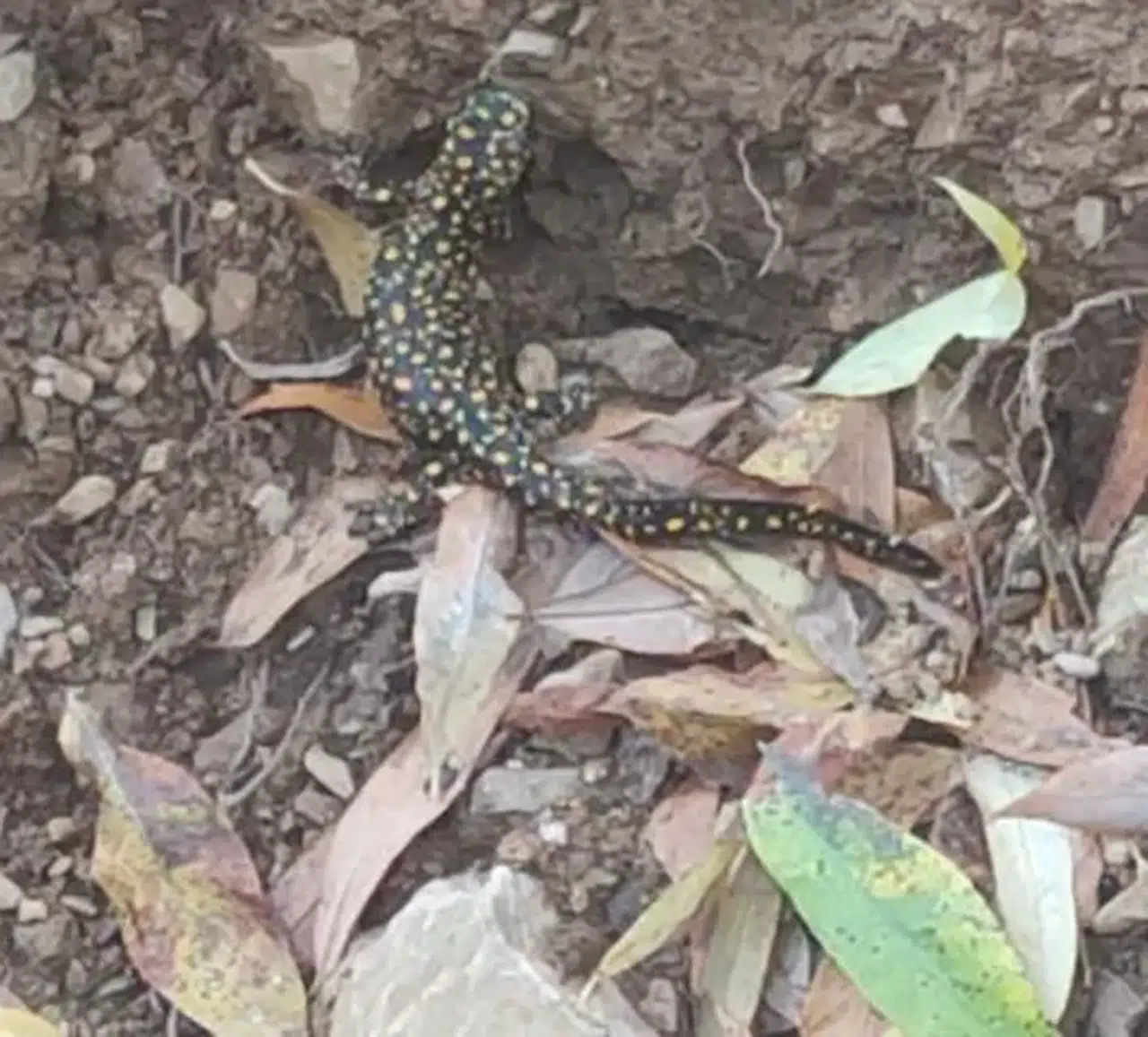 Bitlis’te Anadolu Semenderi Tekrar Görüntülendi