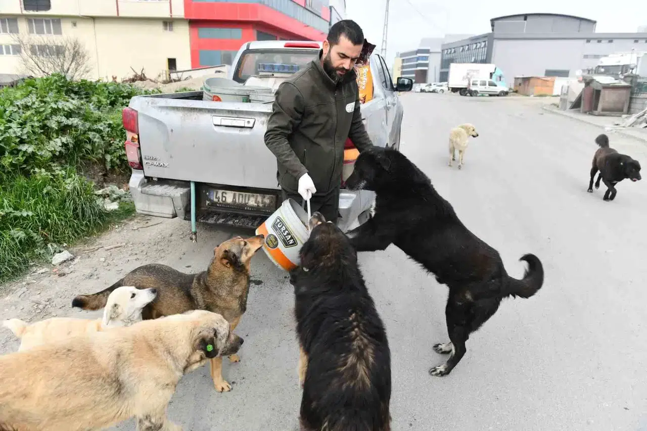 Esenyurt Belediyesi Sokak Hayvanlarına Mama ve Su Takviyesini Sürdürüyor
