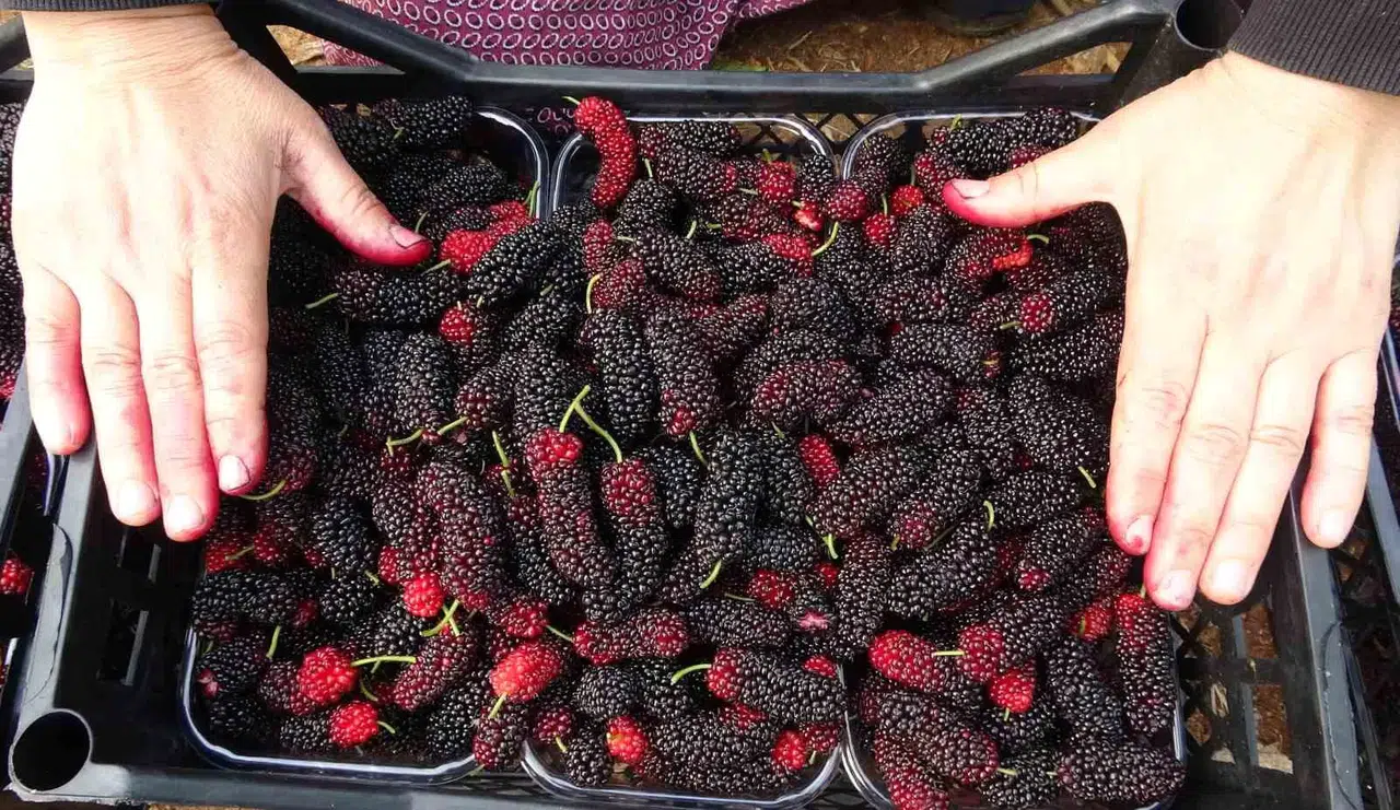 Kilosu 80 TL: Üreticisinin Yüzünü Güldüren Meyve "Karadut"