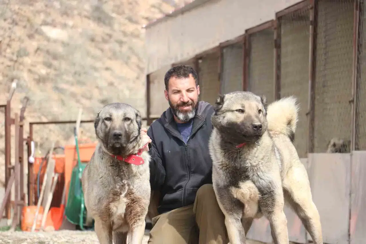 Sokak Köpeklerinde Kurt Özellikleri Görülmeye Başladı