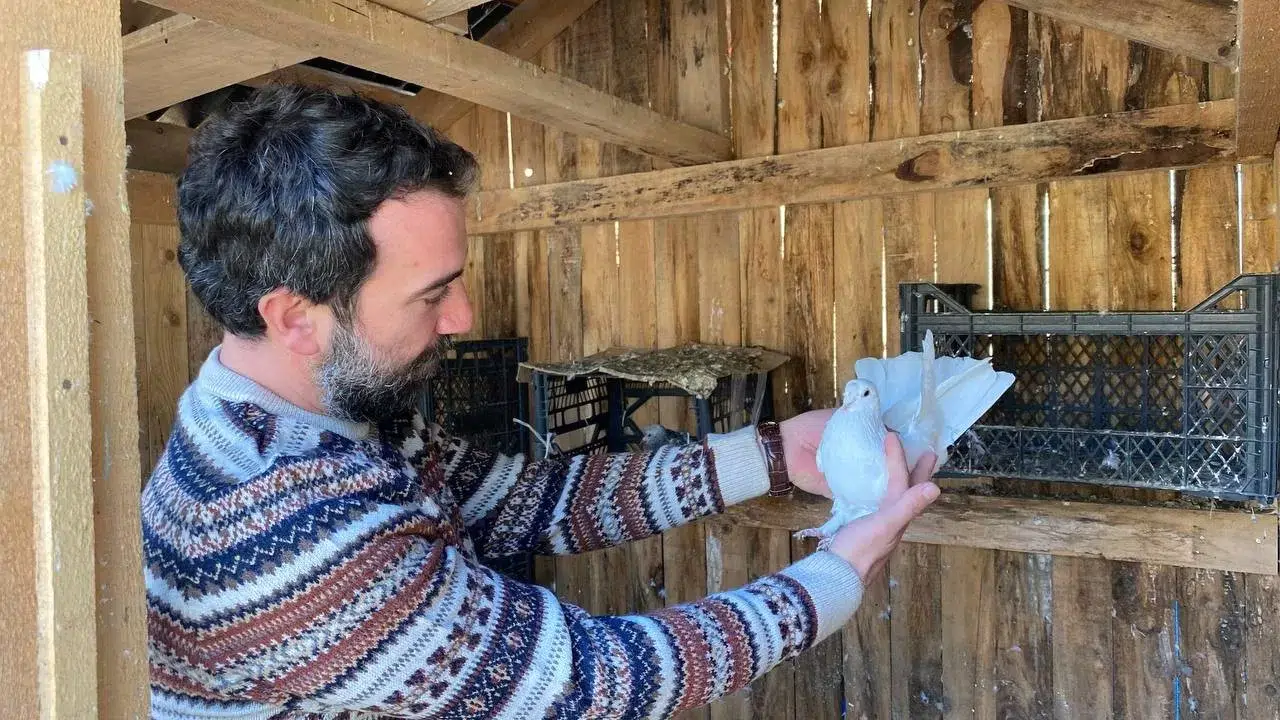 Taklacı Güvercin Atmacaya Rakip Oluyor