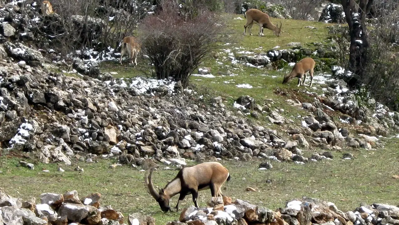 Avlanması, Evcilleştirilmesi Yasak Olan Yaban Keçileri Beşerlerle İç İçe Yaşıyor