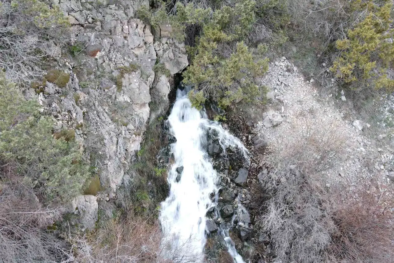 Baharda Çıkıp Yazın Kayboluyorlar