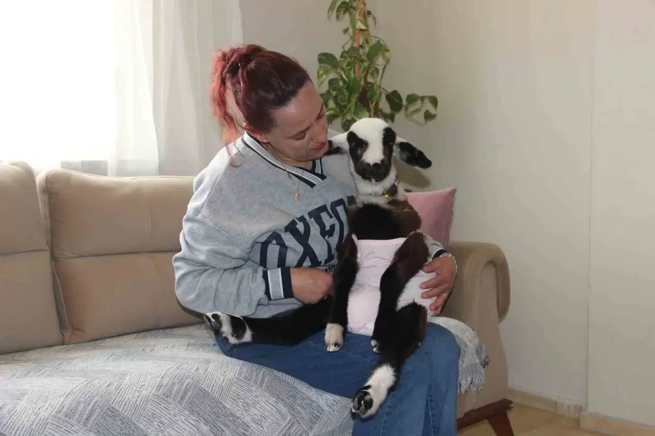 Hasret Kaldığı Bebek Sevgisini Kuzuyla Giderdi