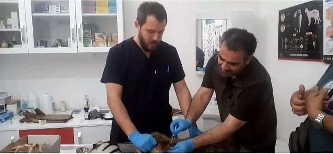 Kazdağları Ulusal Parklar Şefliği Baygın Bulunan Tilki İçin Seferber Oldu