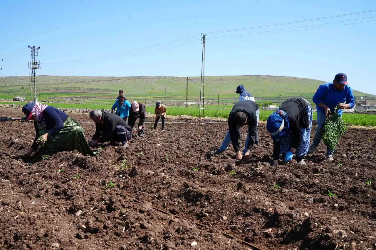 Kilis’te Çiftçilerin Kuvvetli Mesaisi Ramazan’da da Devam Ediyor