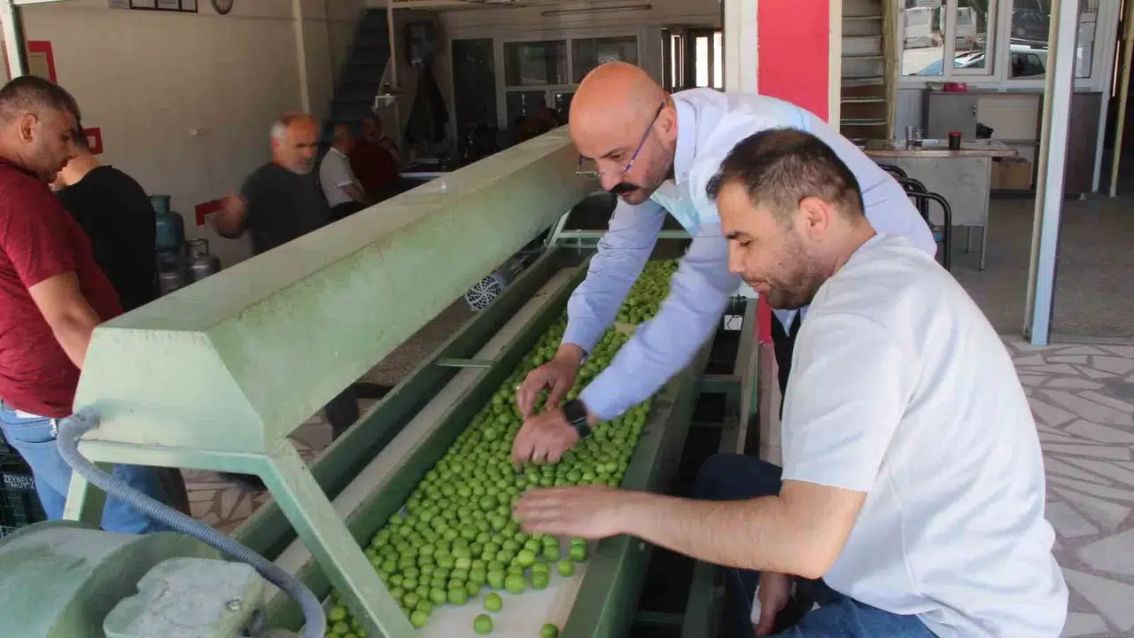 Kilosu 50 ile 350 TL Ortasında: Mersin’de Açıkta Erik Hasadı Başladı