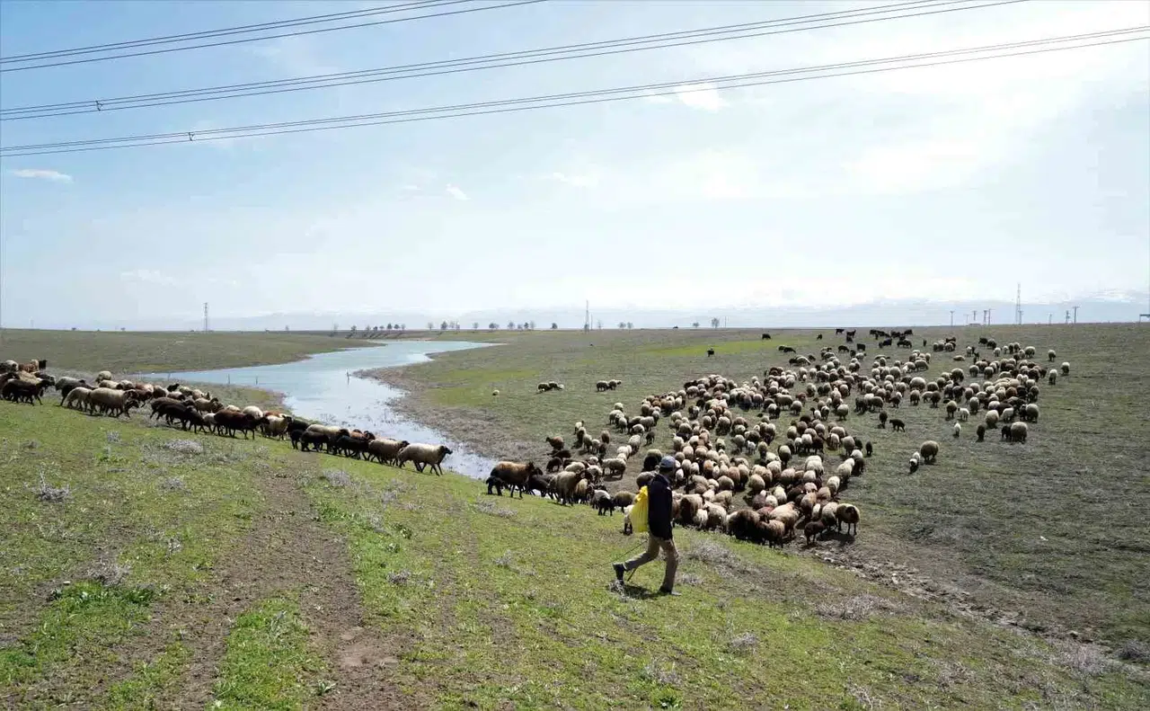 Muş Ovası Oğlak ve Kuzuların Sesiyle Şenlendi