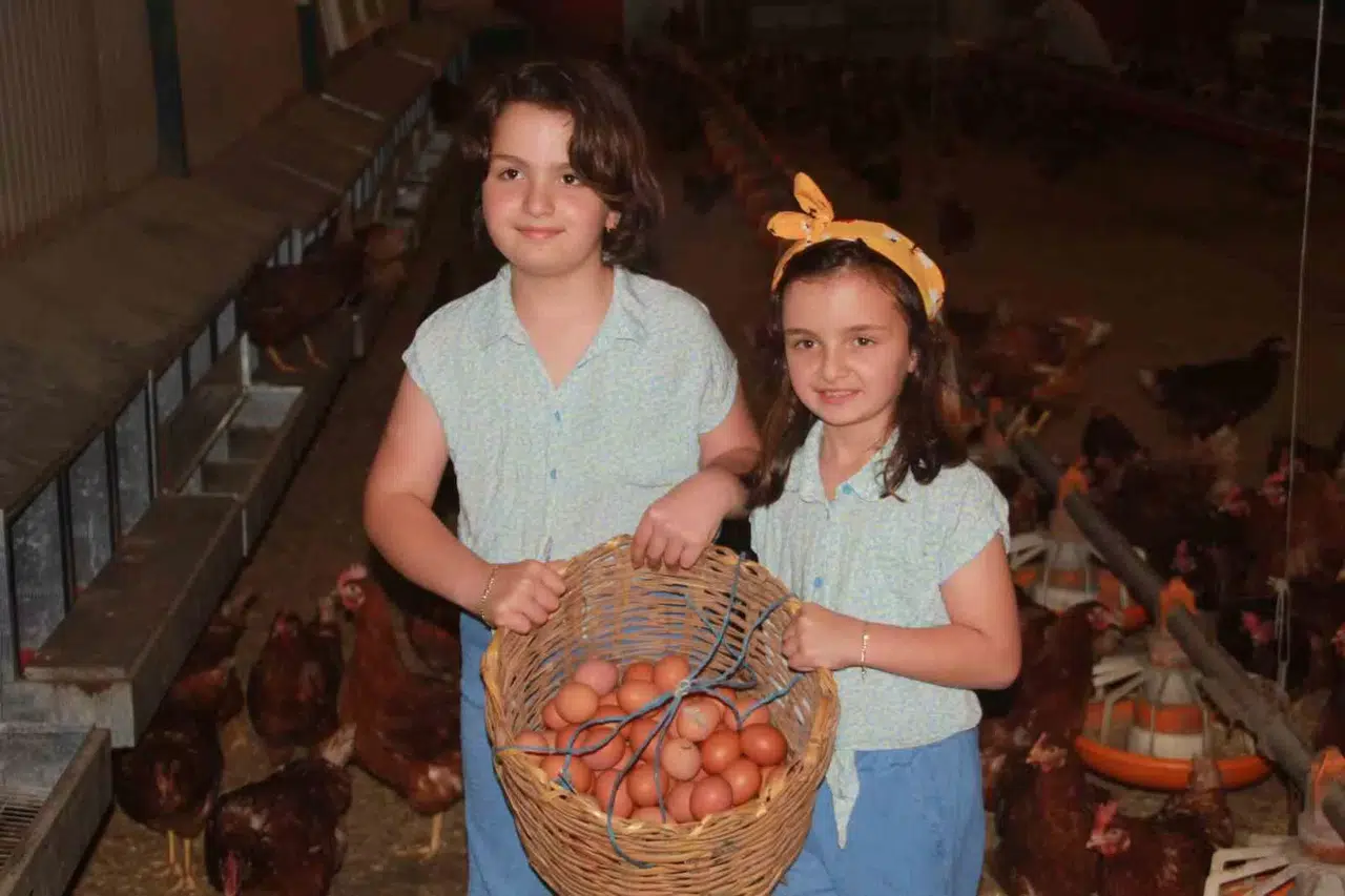 Ordu’da Yumurta Üretimi Yıllık 40 Milyonu Aştı