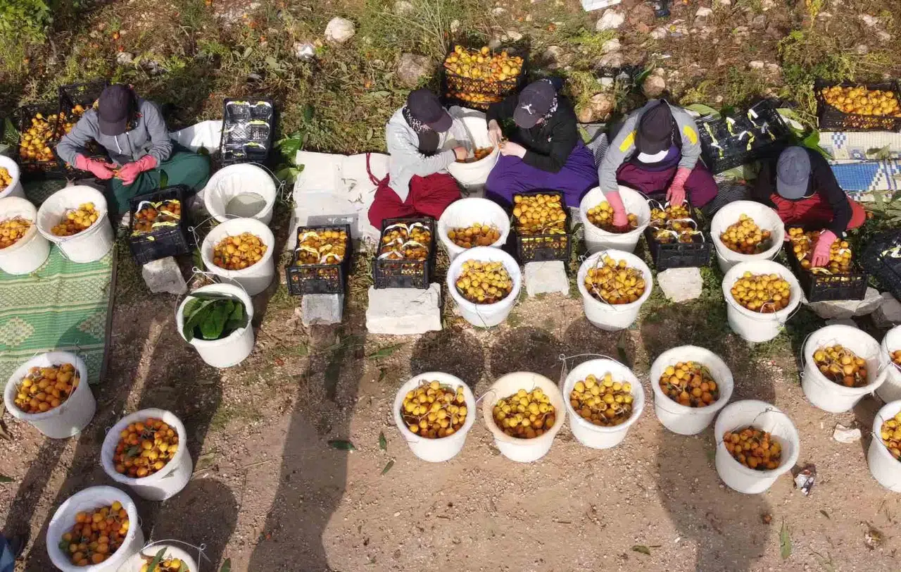 Sıcaklar Etkiledi Yenidünyada Hasat Erken Başladı: Fiyatı Üreticisini Sevindirdi