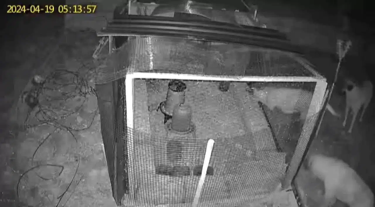 Sokak Köpekleri 31 Tavuğu Telef Etti
