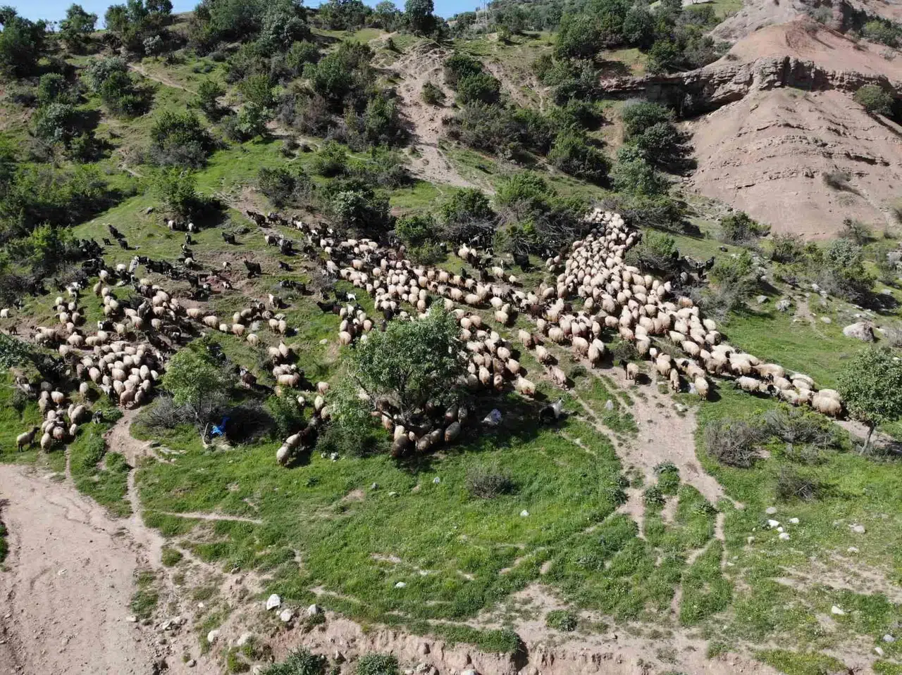 5 Bin İnsan, 400 Bin Küçükbaş Hayvanın Kuvvetli Yolcuğu Başladı