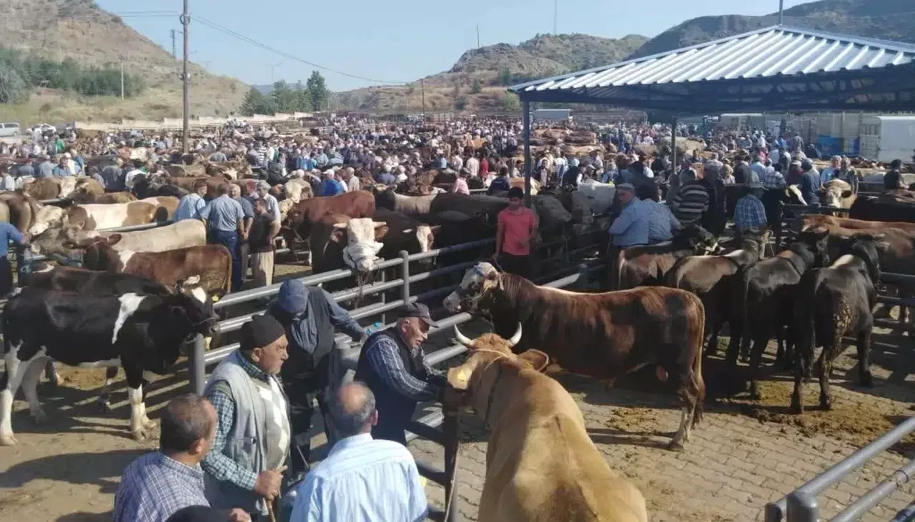 İskilip’te Hayvan Pazarı Her Gün Açık Kalacak
