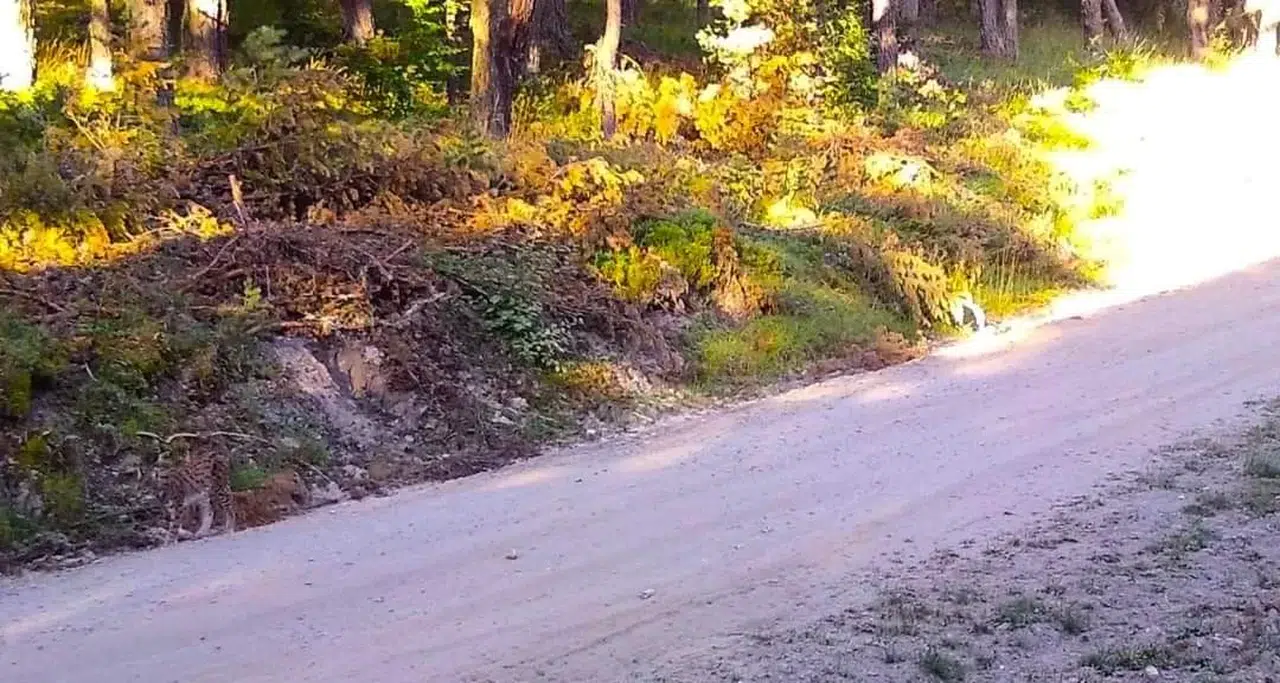 Kargı Ormanlarında Bir Hayalet Geziyor!