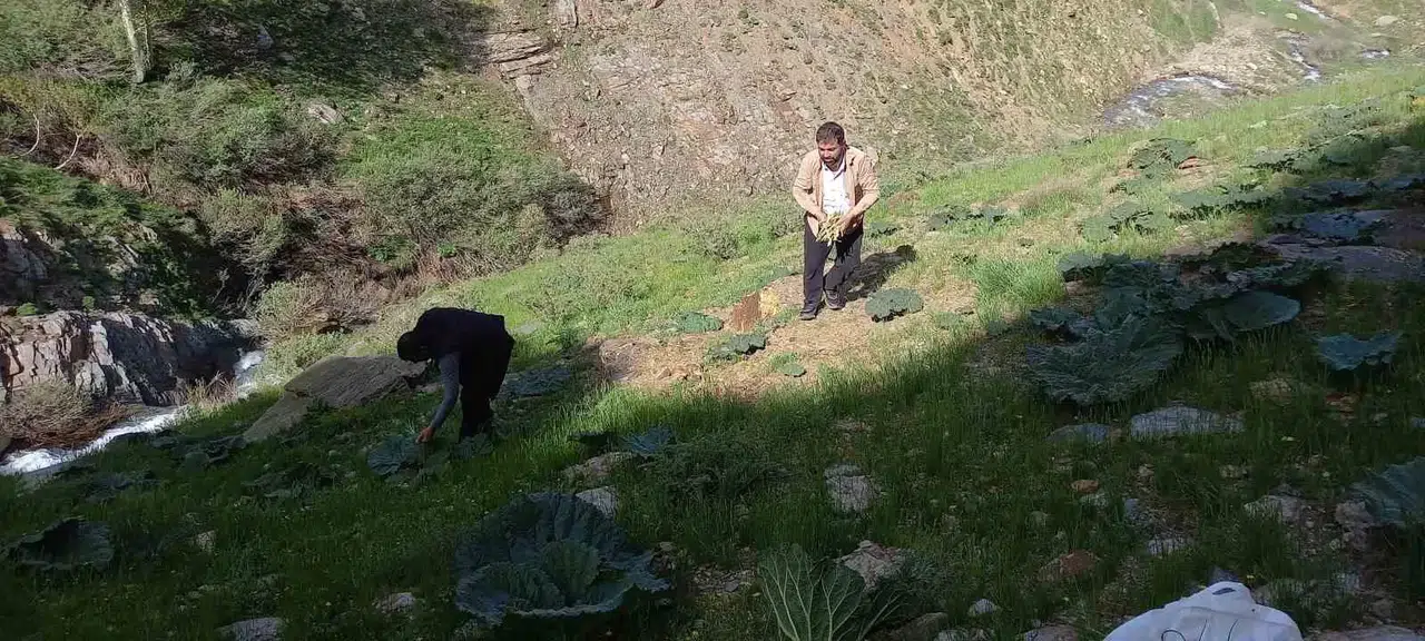Bitlis’te Güçlü Yayla Muzu Mesaisi Başladı
