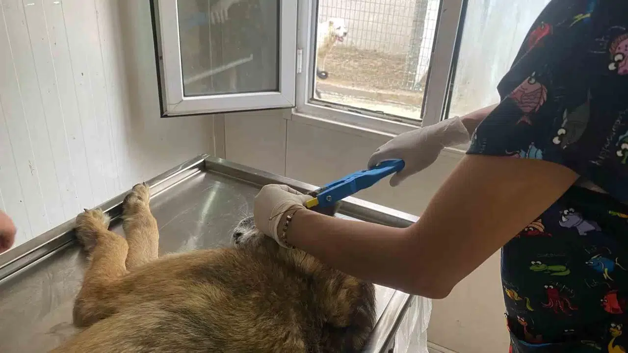 Hopa Belediyesi’nden Sokak Hayvanlarına Kısırlaştırma, Küpelenme ve Mikroçip