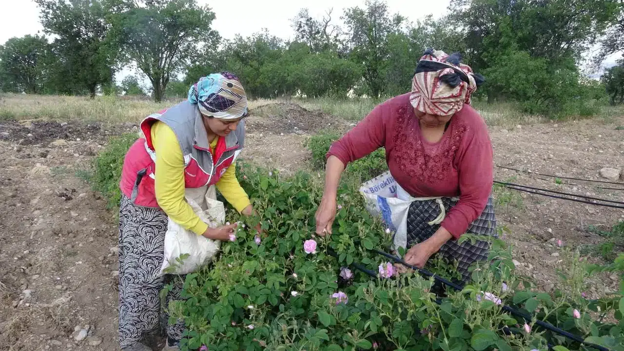 Isparta’yı Bu Yıl Gül Kokusu Erken Sardı