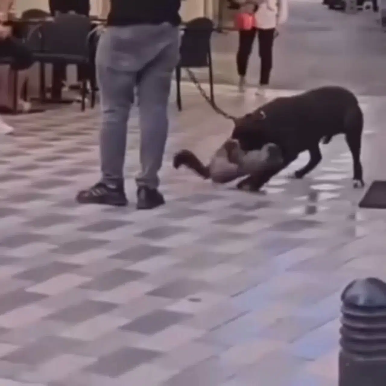 İzmir’de Yasaklı Irk Köpek Kediyi Nefessiz Bıraktı, Sahibi Gözaltına Alındı