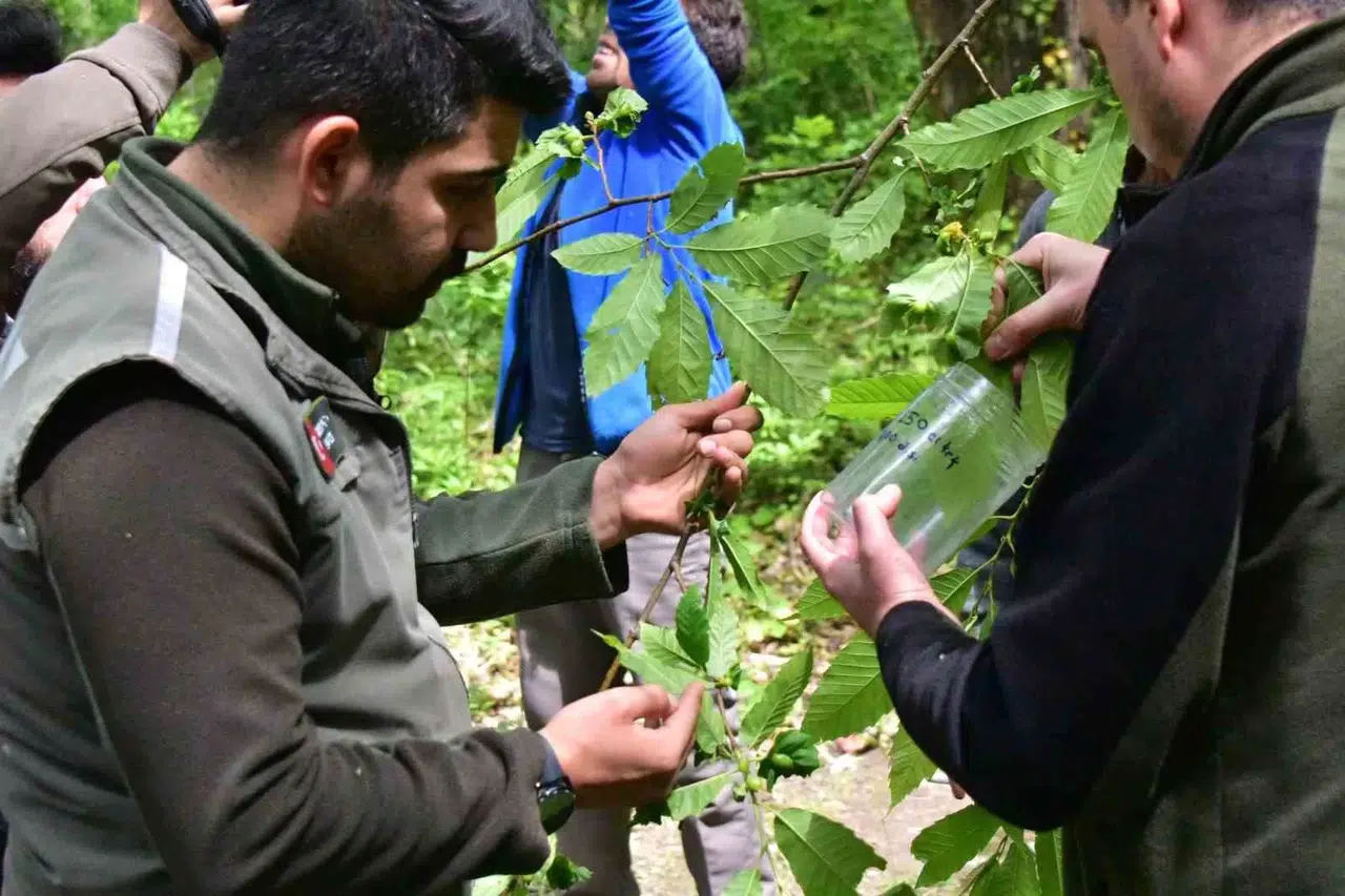 Karadeniz’de Kestanede Randımanını Düşüren Gal Arılarına Karşı Biyolojik Çaba Sürüyor