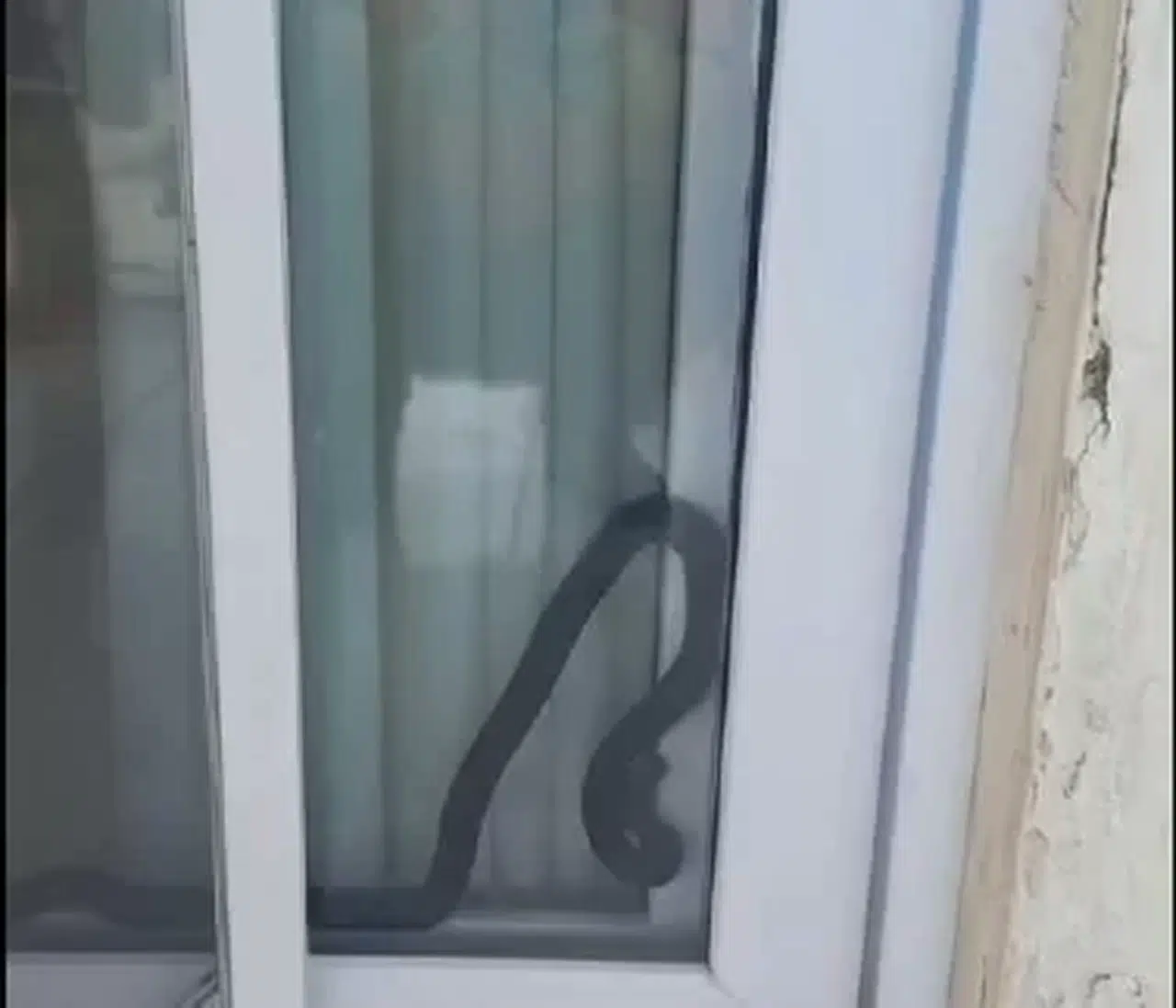 Konuta Giren Yılan Korkuttu