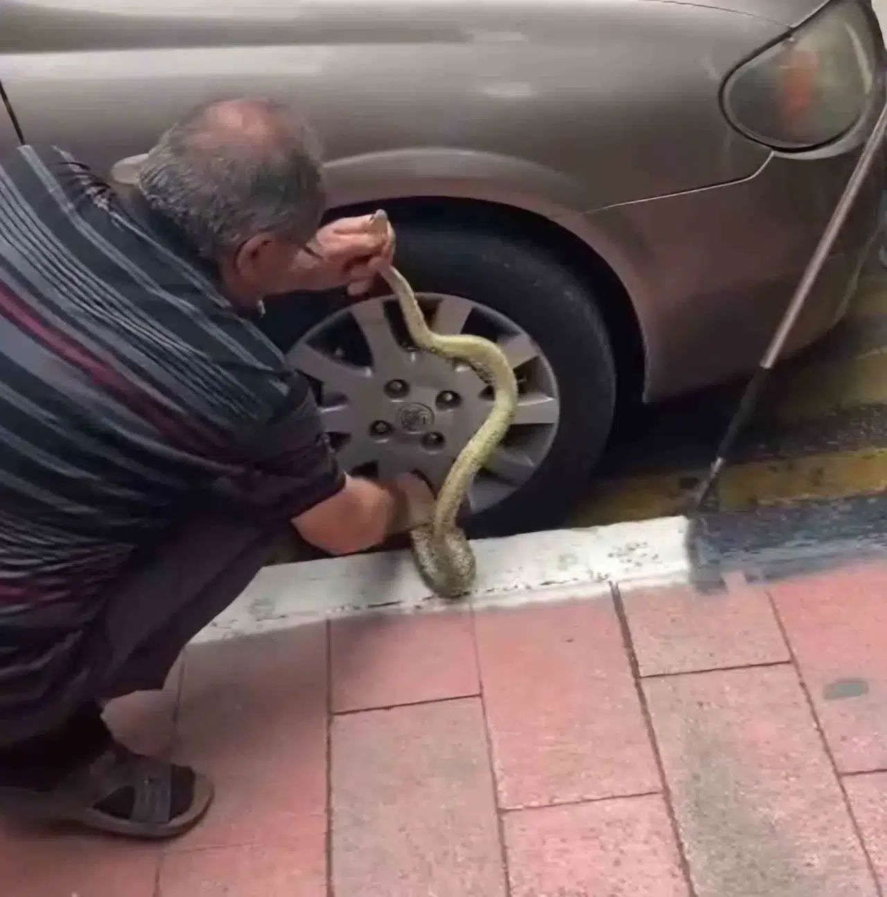 Otomobildeki Yılanı Korkusuzca Çıkardı, Görenler Hayret Etti