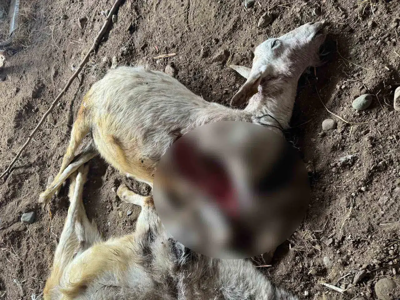 Sokak Köpekleri İlçe Sakinlerinin Hayvanlarını Telef Etti