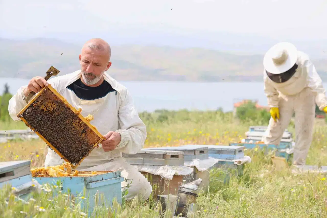 Toz Taşınımı Polen ve Nektara Ulaşımı Zorlaştırdı, Arılar Gerilime Girdi